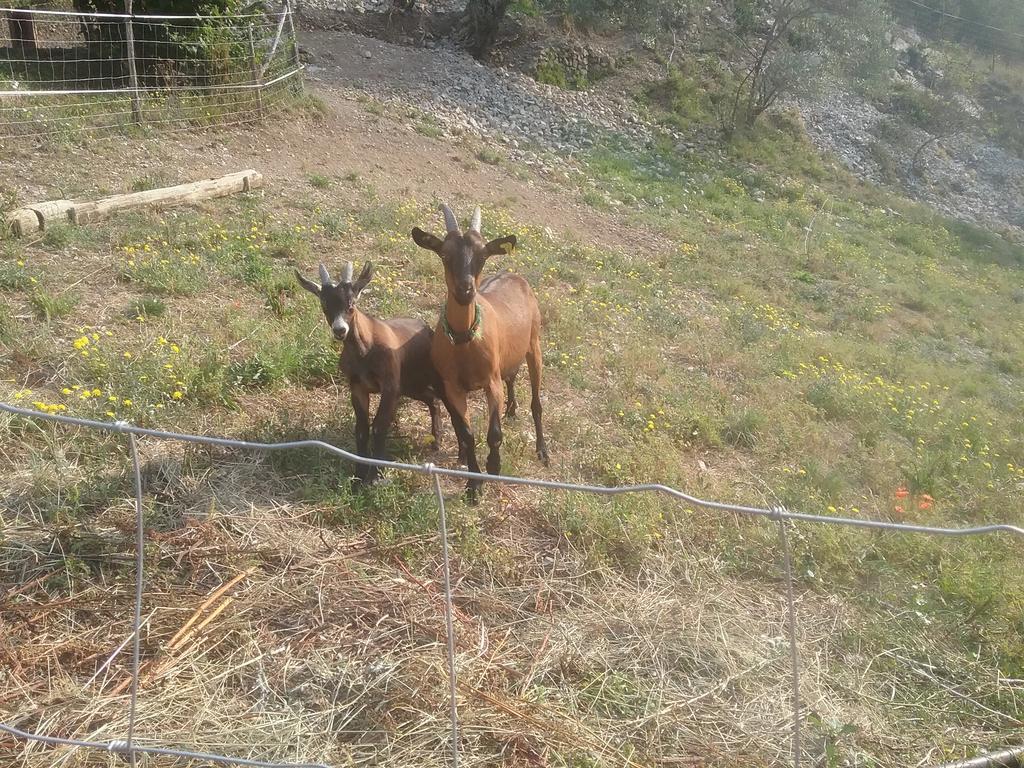 Gallinette Διαμέρισμα Rigaud Εξωτερικό φωτογραφία